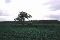 Poppostein bei Sieverstedt